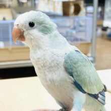 【最新画像】どこから見ても可愛すぎます🩵オキナインコ（アクアブルーオパーリン）ヒナ