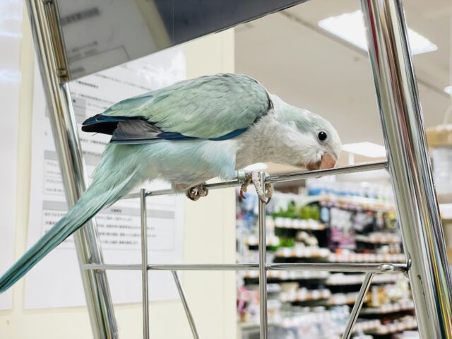 オキナインコ