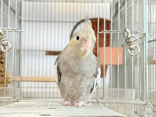 オカメインコ