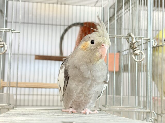 オカメインコ