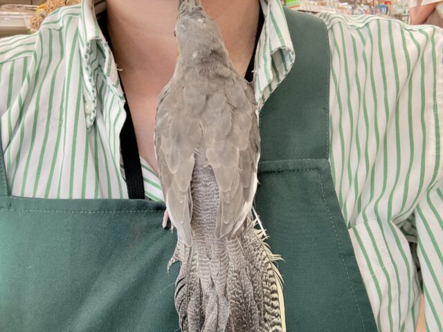 オカメインコ