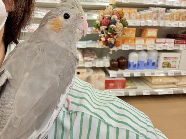 オカメインコ