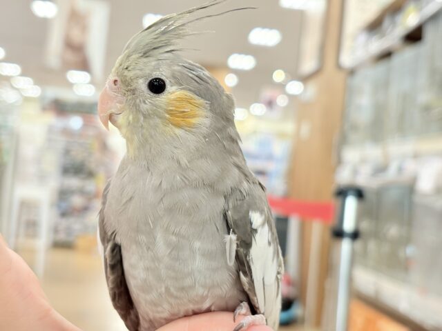 オカメインコ