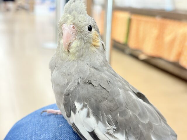 オカメインコ
