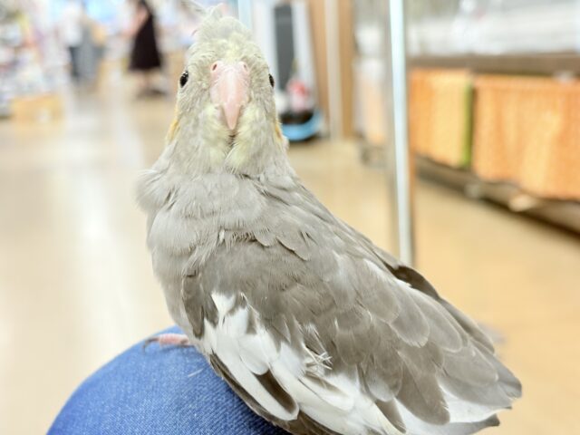 オカメインコ