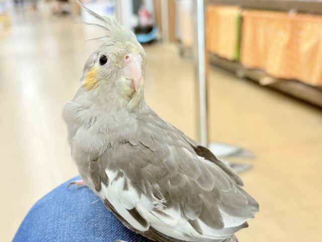 オカメインコ