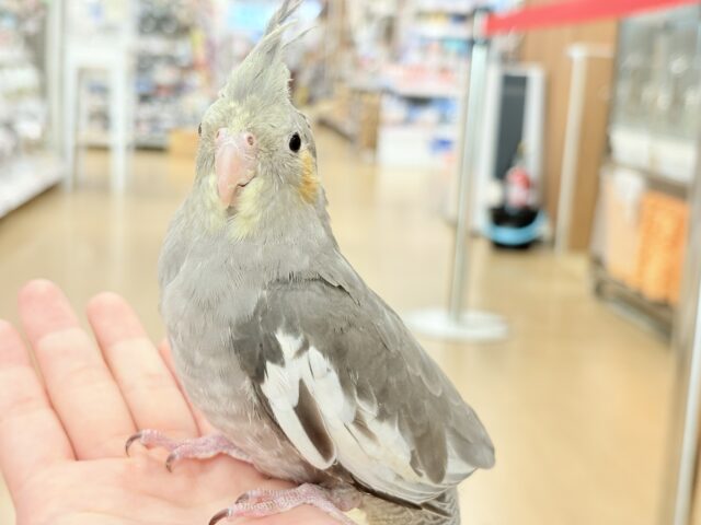 オカメインコ