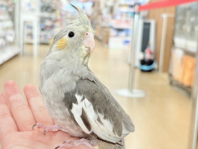 どこから見ても美形さん♬オカメインコ(ノーマル)