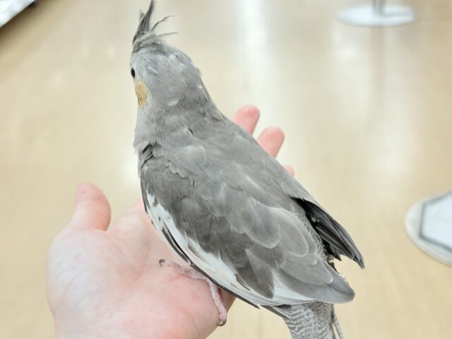 オカメインコ
