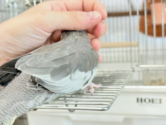 オカメインコ
