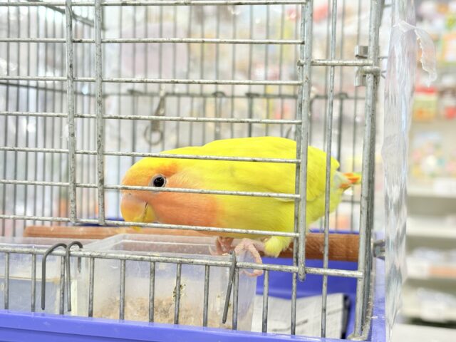 コザクラインコ（小桜インコ）