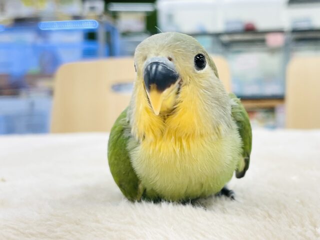 説明画像です