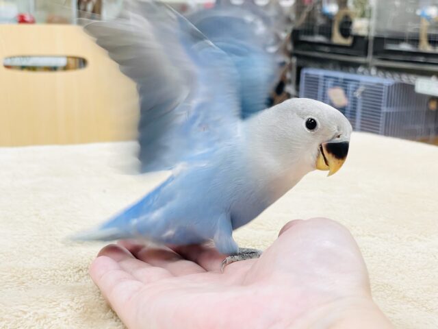 説明画像です