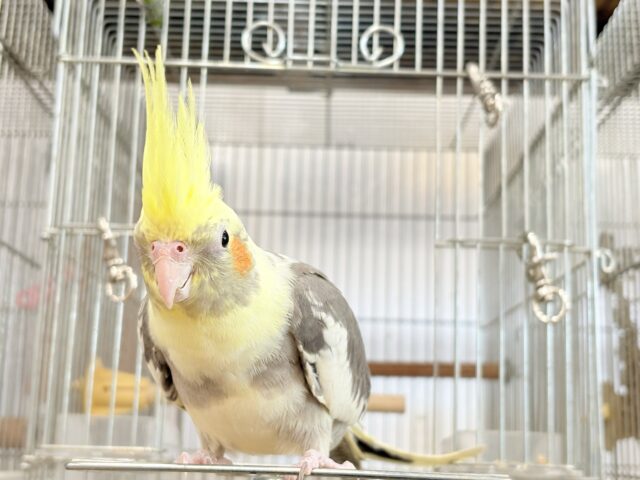 オカメインコ