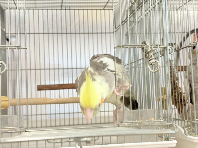オカメインコ