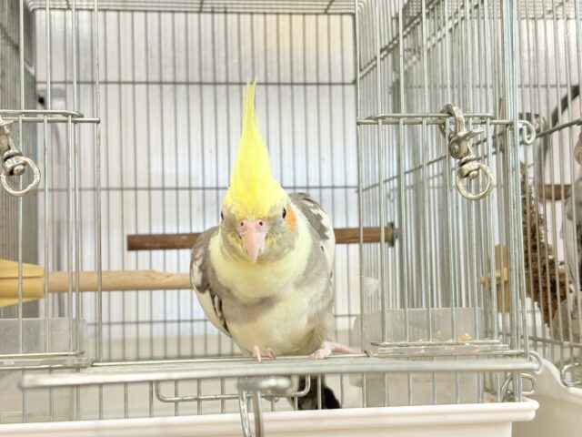 オカメインコ