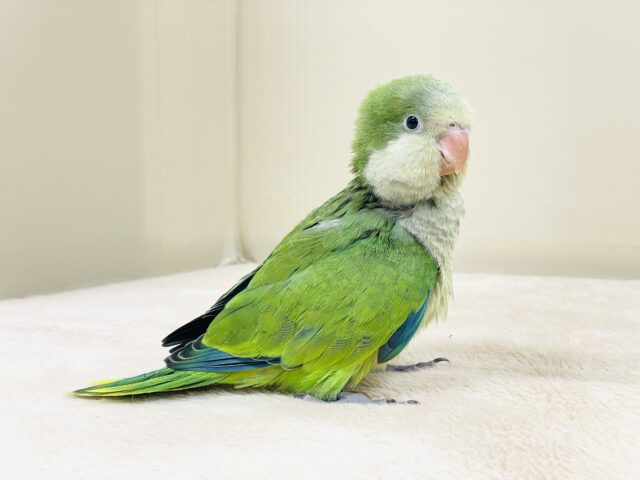 オキナインコ