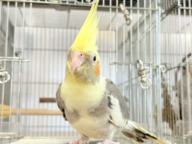 オカメインコ
