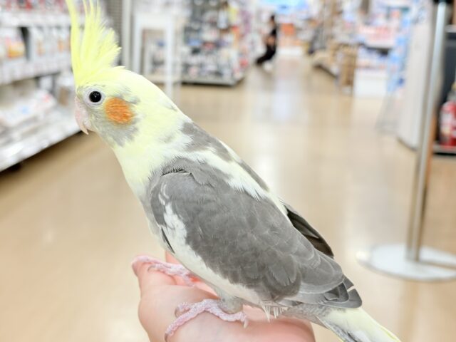 オカメインコ