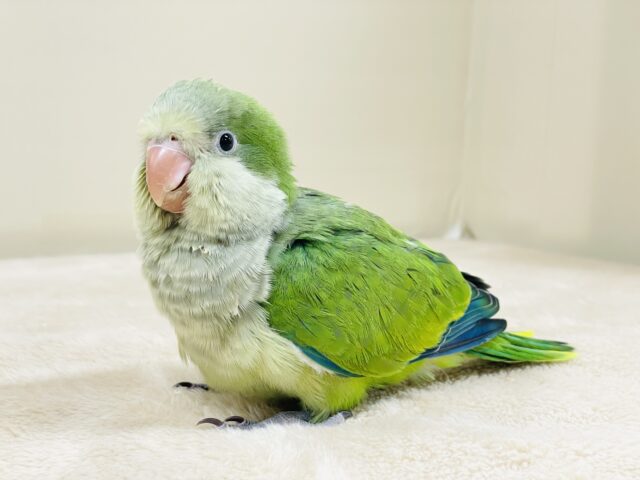 オキナインコ