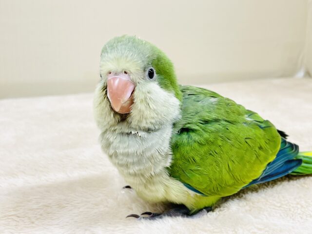 オキナインコ