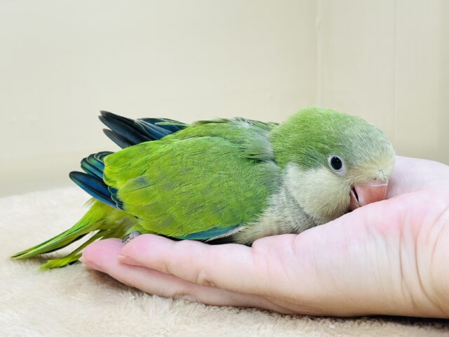 オキナインコ