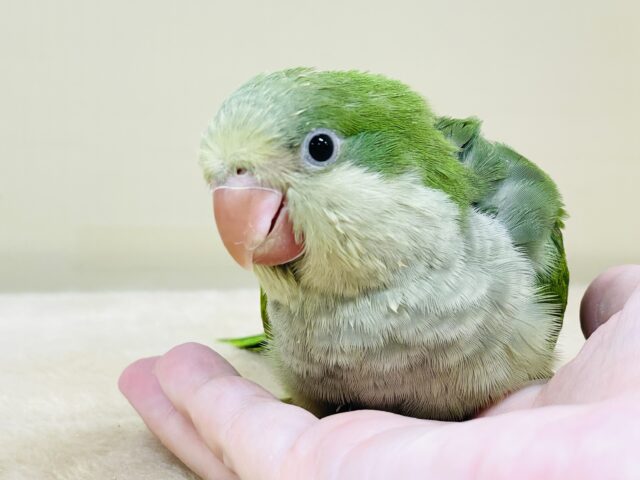 いろんな色を持ってるよ💚オキナインコ（ノーマル）