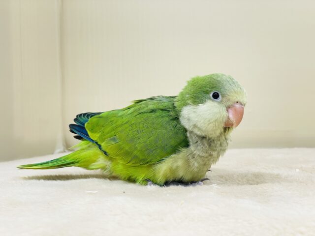 オキナインコ
