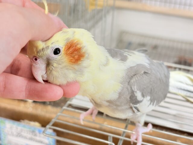 オカメインコ