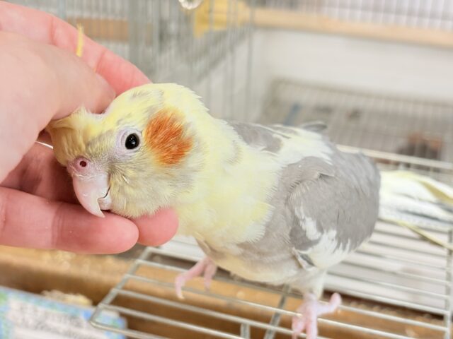 オカメインコ