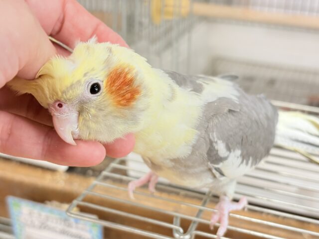 オカメインコ