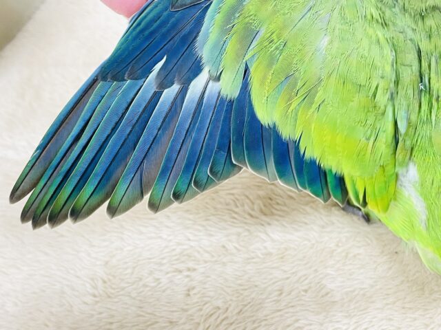 オキナインコ