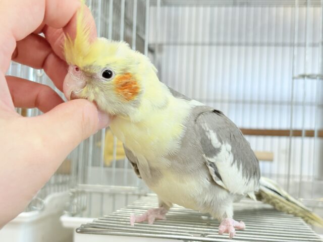 オカメインコ