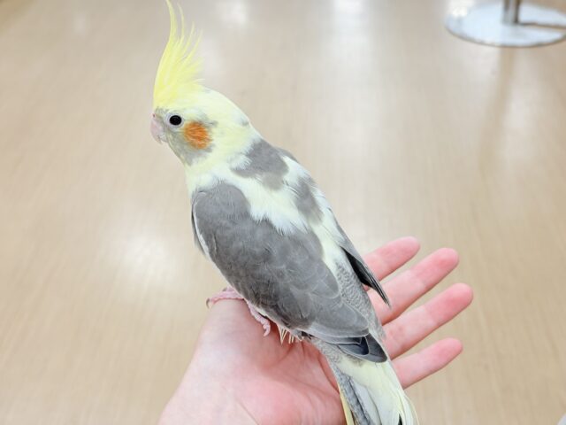 オカメインコ