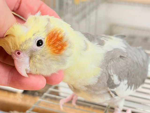 心開くと甘々です🐥💖オカメインコ(パイド)