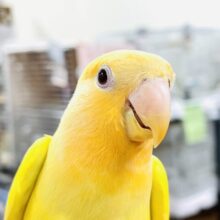 まだまだ夏休み！コザクラインコフェア開催中💛