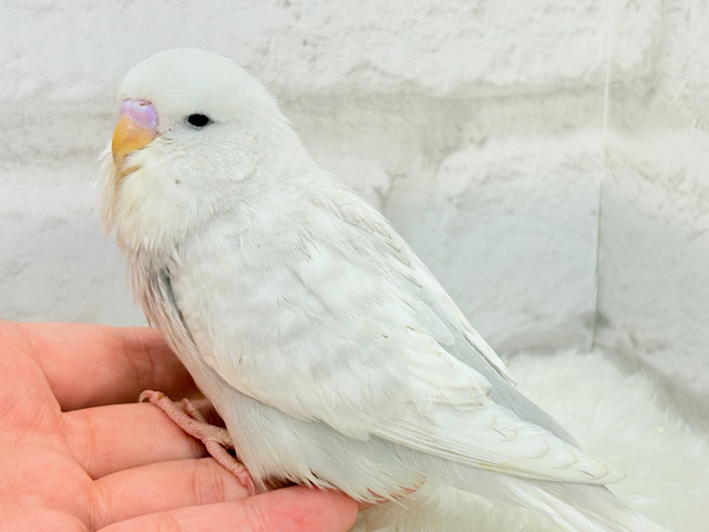 目つきの悪さに一目惚れ♡ジャンボセキセイインコ ヒナ