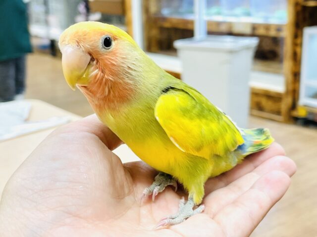 【最新画像】愛嬌たっぷり💛カラフルなコザクラインコちゃん（タイガーチェリー）