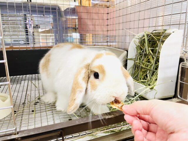 説明画像です