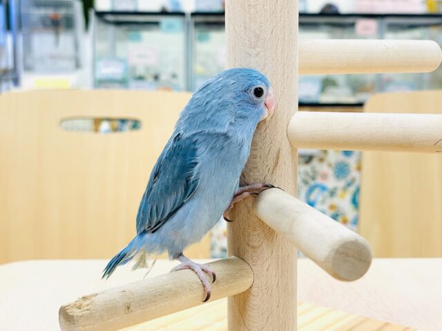 マメルリハ