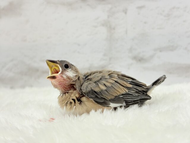 【最新画像更新🪄】🌸睡眠と食欲どっちが勝つの〜??🐣桜文鳥 ヒナ 桜文鳥