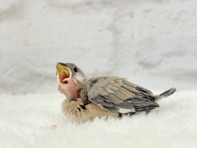 【最新画像更新🪄】🌸睡眠と食欲どっちが勝つの〜??🐣桜文鳥 ヒナ 桜文鳥