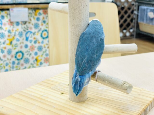 マメルリハ