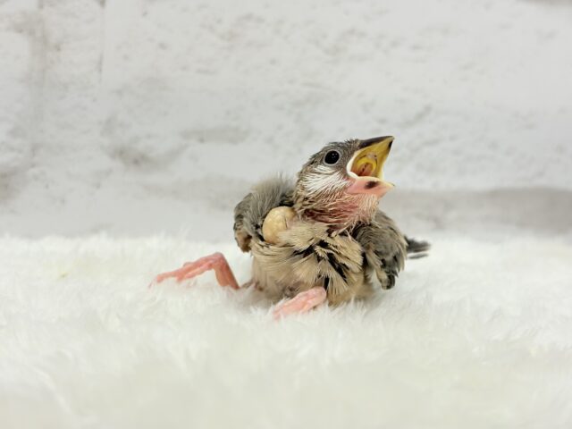 【最新画像更新🪄】🌸睡眠と食欲どっちが勝つの〜??🐣桜文鳥 ヒナ 桜文鳥
