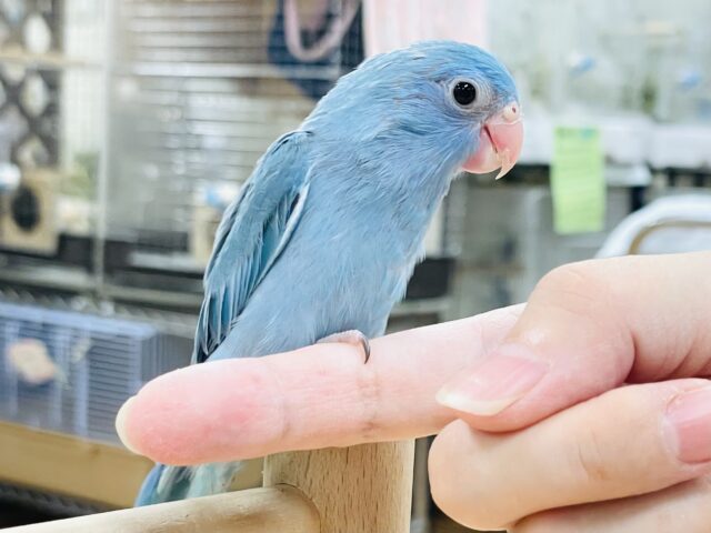 マメルリハ