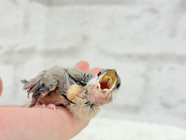 【最新画像更新🪄】🌸睡眠と食欲どっちが勝つの〜??🐣桜文鳥 ヒナ 桜文鳥