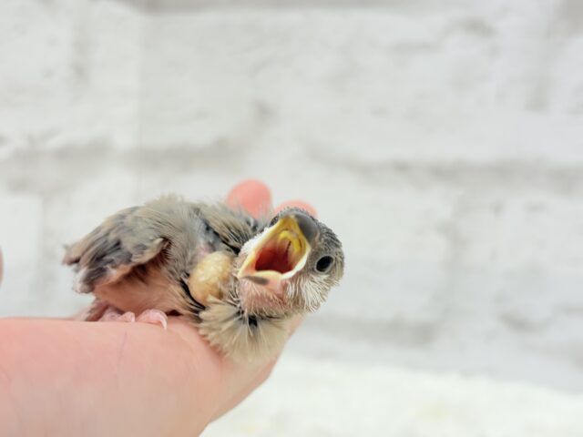 【最新画像更新🪄】🌸睡眠と食欲どっちが勝つの〜??🐣桜文鳥 ヒナ 桜文鳥