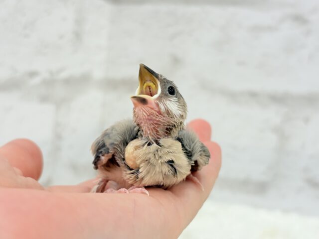 【最新画像更新🪄】🌸睡眠と食欲どっちが勝つの〜??🐣桜文鳥 ヒナ 桜文鳥