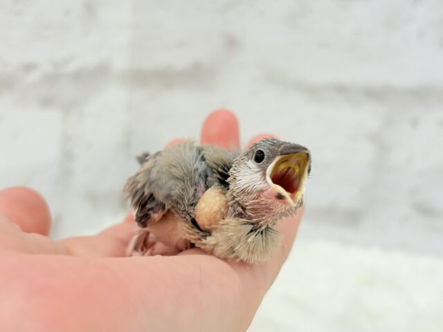 【最新画像更新🪄】🌸睡眠と食欲どっちが勝つの〜??🐣桜文鳥 ヒナ 桜文鳥