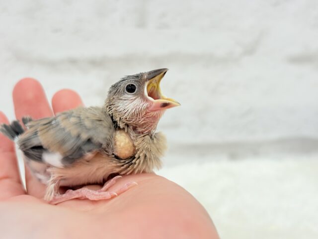 【最新画像更新🪄】🌸睡眠と食欲どっちが勝つの〜??🐣桜文鳥 ヒナ 桜文鳥